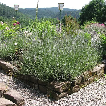 Kraeuterhotel Vontenie Hotel Kordel